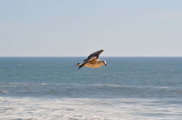 Seagull in full flight over the sea with horizon line and motion blur in the background