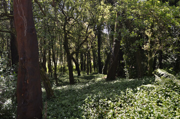 Inner area of ​​a forest with trees and dense vegetation on the ground, small white flowers scattered throughout the vegetation