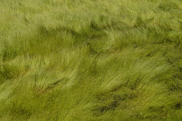 Texture of large grass in the field with different inclinations due to the action of the wind - obrazy, fototapety, plakaty