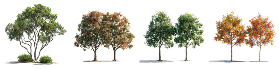 Sweetgum Trees Hyperrealistic Highly Detailed Isolated On Transparent Background Png File