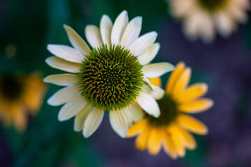 Single Helianthus schweinitzii pale yellow flower on dark blue background macro photo. Beautiful sunflower in summer garden. Perennial wildflower.