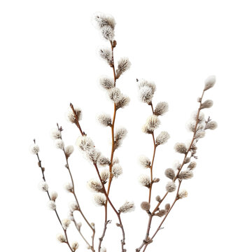 A young willow bush in full bloom with soft spring buds set against a transparent background showcases its delicate pussy willows