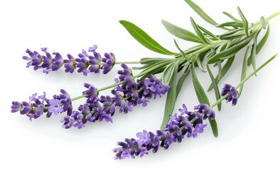 Lavender Flowers and Leaves