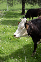cows graze on a green field in sunny weather. HQ - 794522727