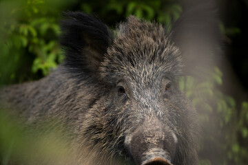 Wild sow in the spring forest. Wild boar with small piglets. European wildlife in the forest.