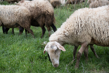 View of white sheep grazing on the green field - 794523129