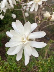 Obraz na płótnie Canvas white flowers