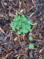 autumn leaves on the ground