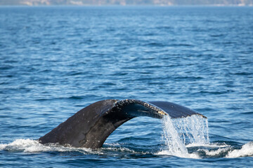 Obraz premium Humpback Whale Tail while diving