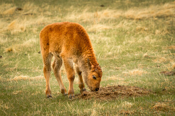 Fototapeta premium Newborn American Bison calf in the Rain