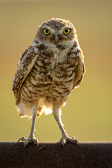 Burrowing Owl standing on a Pipe Rail Fence
