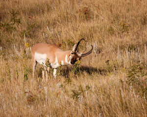 Pronghorn Buck with Large Rack