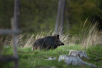 Wild sow in the spring forest. Wild boar with small piglets. European wildlife in the forest.