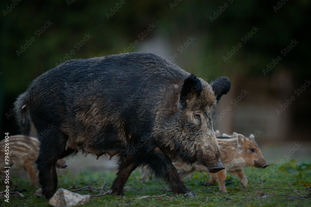 Canvas Prints wild sow in the spring forest. wild boar with small piglets. european wildlife in the forest.