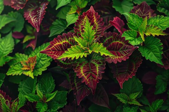 The coleus barbatus plant lives in tropical areas. the green leaves and tropical growth called coleus barbatus live in tropical areas - generative ai