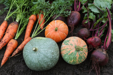 Autumn harvest of fresh raw carrot, beetroot and pumpkin close up on soil ground in garden. Harvesting organic eco bio fall vegetables