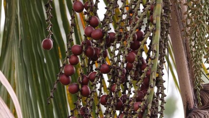 buriti palm tree in close up