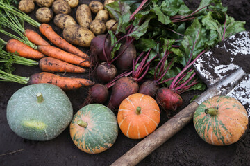 Autumn harvest of fresh dirty carrot, beetroot, pumpkin and potato on soil ground in garden. Organic vegetables background, harvesting