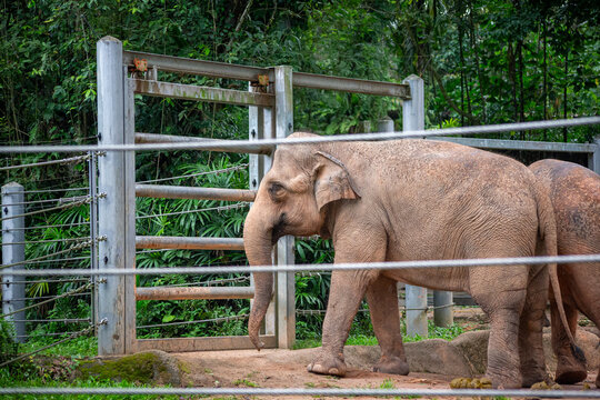 Sad and poor elephant portrait, imprisoned in zoo