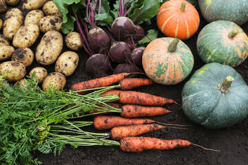 Autumn vegetable harvest of fresh dirty carrot, beetroot, pumpkin and potato on soil ground in...