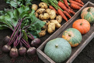 Autumn harvest of fresh raw carrot, beetroot, pumpkin and potato on soil ground in garden. Harvesting organic fall vegetables