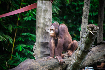 Portrait of orangutan in jungle