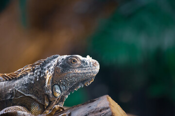 Big size lizzard portrait from jungle
