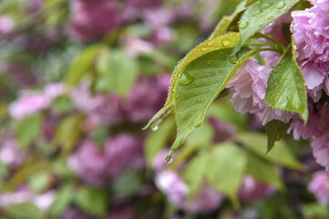 雨粒が付いた八重桜の葉と花