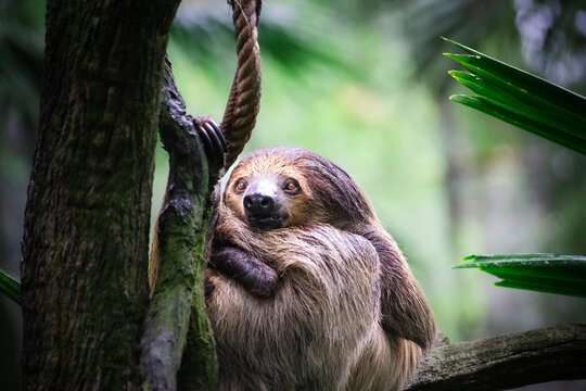 Portrait of sloth on tree in jungle