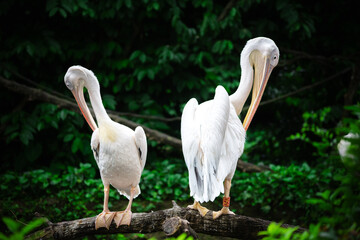 Amazing view of white pelican among green jungle by sea