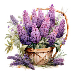 Lavender flowers 