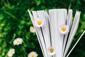 Spring and summer books. Chamomiles in the pages of books close-up on green grass.White summer flowers and book pages. Books about spring and summer. photo