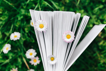 Books about spring and summer. Chamomiles in the pages of books close-up on green grass.White summer flowers and book pages.  - 794534527