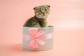  Kitten in a gift box.Scottish fold kitten.Adorable pet inside a circular gift box.kitten nestled in a gift box, adorned with a bow, against a pink backdrop. Striped fluffy kitten in a gray box.