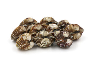 Fresh cockles  on a white background. Natural seafood.