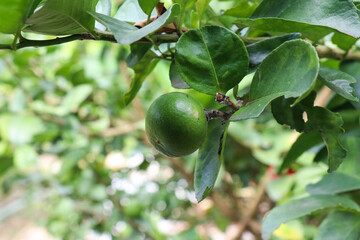 fresh green lemon fruit on tree