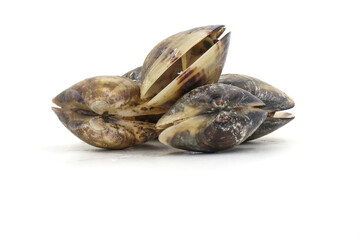Closed up fresh baby clams, venus shell, shellfish, carpet clams, short necked clams, as raw food from the sea are the seafood ingredients. fresh clams isolated on white background.