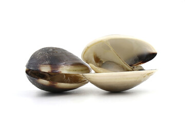 Closed up fresh baby clams, venus shell, shellfish, carpet clams, short necked clams, as raw food from the sea are the seafood ingredients. fresh clams isolated on white background.