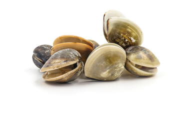 Closed up fresh baby clams, venus shell, shellfish, carpet clams, short necked clams, as raw food from the sea are the seafood ingredients. fresh clams isolated on white background.