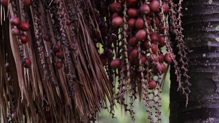 buriti palm tree in close up