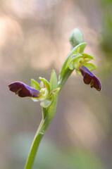 Obraz premium Orchid Rainbow Bee Orchid (Ophrys iricolor) close-up. Sassari, Platamona, Sardinia, italy. Italia.
