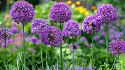Obraz premium Allium s vibrant and lovely lilac blooms enhance a summer park or garden