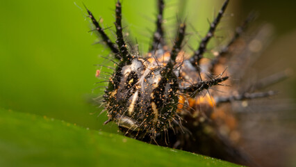 front macro photo of caterpillar walking on a leaf of a plant in a forest in the afternoon

