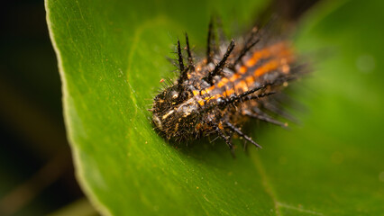 macro photography of caterpillar walking on a leaf of a plant in a forest in the afternoon