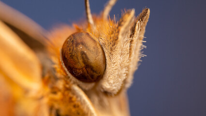 Front macro photo of a brown butterfly with white and yellow details, perched on a flower on a...