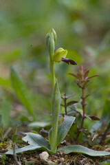 Orchid Rainbow Bee Orchid (Ophrys iricolor) close-up. Sassari, Platamona, Sardinia, italy. Italia.