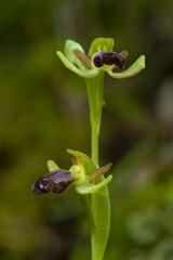 Orchid Rainbow Bee Orchid (Ophrys iricolor) close-up. Sassari, Platamona, Sardinia, italy. Italia.