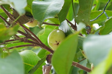 Syzygium aqueum (watery rose apple, water apple, bell fruit, jambu air) fruits on the tree. The fruit has a very mild and slightly sweet taste similar to apples, and a crisp watery texture.