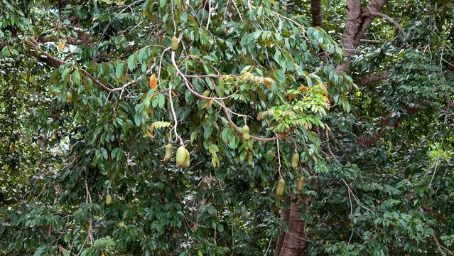 Stinkingtoe Tree with Fruits