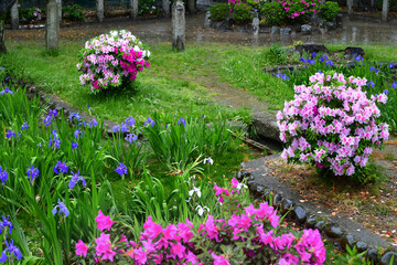 ツツジとかきつばたの咲く雨の庭園